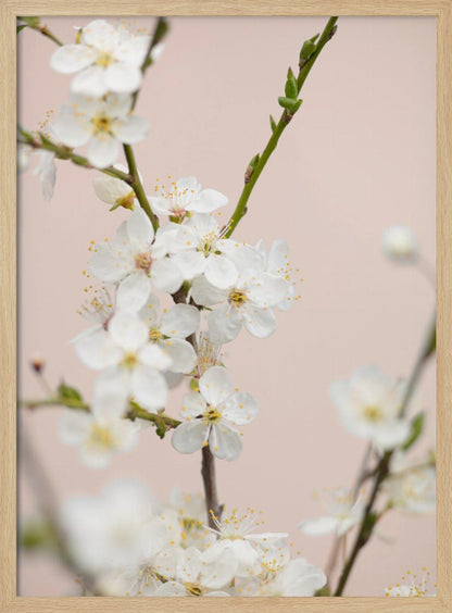 A close-up photograph of delicate white cherry blossoms with yellow stamens blooming on a thin branch against a soft pale pink background. The image has a shallow depth of field, focusing on the central cluster of flowers. Artwork