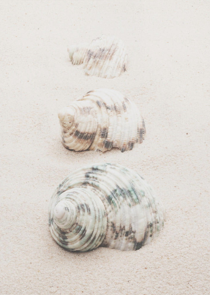 A close-up photograph of three seashells arranged in a vertical line on pale, fine-grained sand. The shells increase in size from top to bottom, with the largest, a white and green patterned turban shell, in the foreground. The image has a soft, serene quality and is enclosed in a black frame. Print