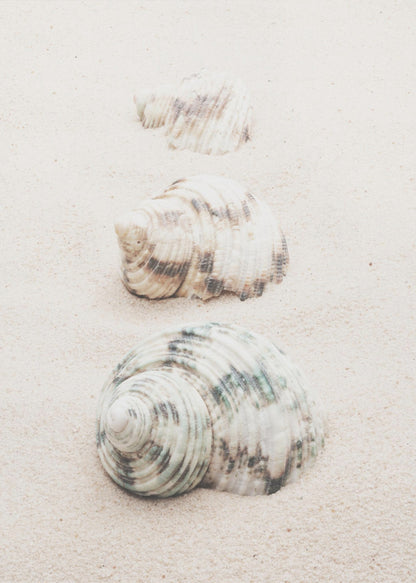 A close-up photograph of three seashells arranged in a vertical line on pale, fine-grained sand. The shells increase in size from top to bottom, with the largest, a white and green patterned turban shell, in the foreground. The image has a soft, serene quality and is enclosed in a black frame. Print