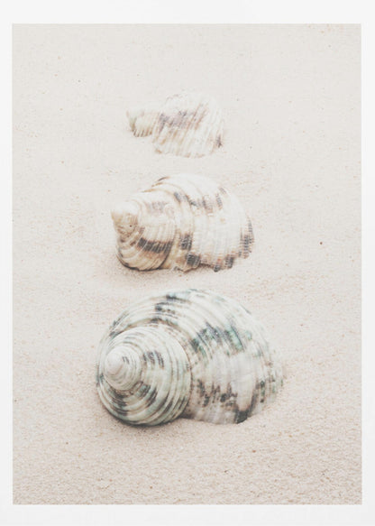 A close-up photograph of three seashells arranged in a vertical line on pale, fine-grained sand. The shells increase in size from top to bottom, with the largest, a white and green patterned turban shell, in the foreground. The image has a soft, serene quality and is enclosed in a black frame. Print