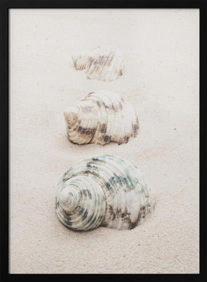 A close-up photograph of three seashells arranged in a vertical line on pale, fine-grained sand. The shells increase in size from top to bottom, with the largest, a white and green patterned turban shell, in the foreground. The image has a soft, serene quality and is enclosed in a black frame. Print