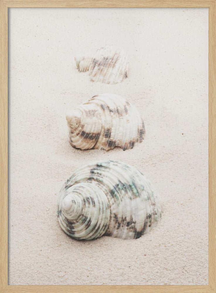 A close-up photograph of three seashells arranged in a vertical line on pale, fine-grained sand. The shells increase in size from top to bottom, with the largest, a white and green patterned turban shell, in the foreground. The image has a soft, serene quality and is enclosed in a black frame. Print