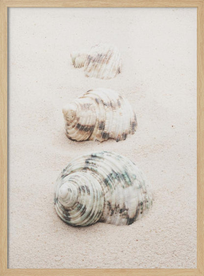 A close-up photograph of three seashells arranged in a vertical line on pale, fine-grained sand. The shells increase in size from top to bottom, with the largest, a white and green patterned turban shell, in the foreground. The image has a soft, serene quality and is enclosed in a black frame. Print