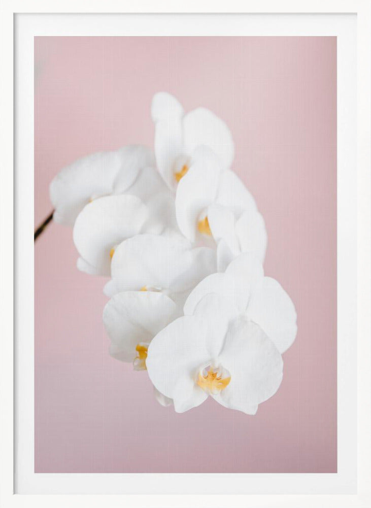 A close-up photograph of a cascading spray of white phalaenopsis orchids with delicate yellow centers, set against a solid pastel pink background, all within a thin black frame. Decor