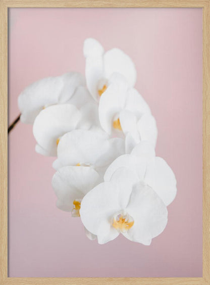 A close-up photograph of a cascading spray of white phalaenopsis orchids with delicate yellow centers, set against a solid pastel pink background, all within a thin black frame. Decor