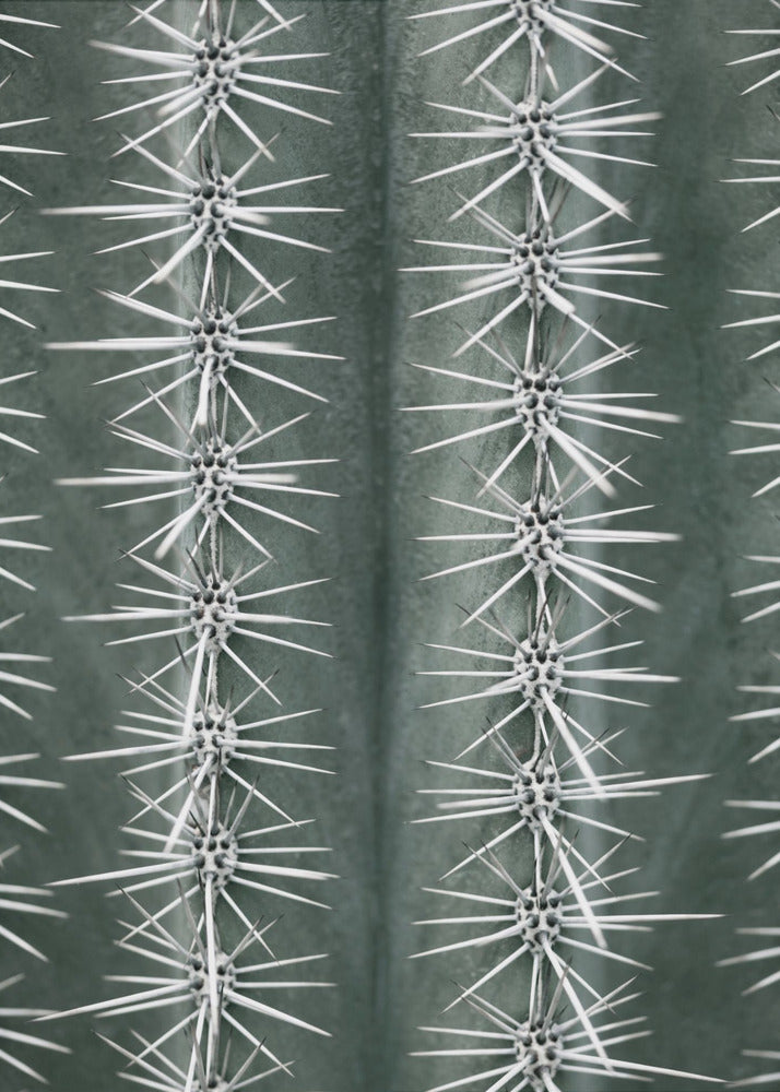 A detailed macro photograph of a cactus, focusing on two vertical rows of sharp, white spines emerging in star-like clusters from the dark green, ribbed surface of the plant. Artwork