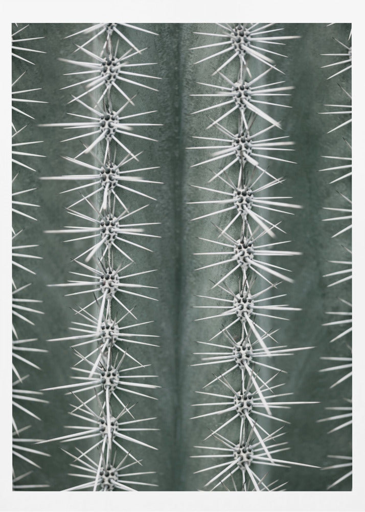 A detailed macro photograph of a cactus, focusing on two vertical rows of sharp, white spines emerging in star-like clusters from the dark green, ribbed surface of the plant. Artwork