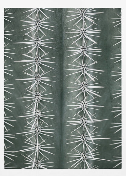 A detailed macro photograph of a cactus, focusing on two vertical rows of sharp, white spines emerging in star-like clusters from the dark green, ribbed surface of the plant. Artwork