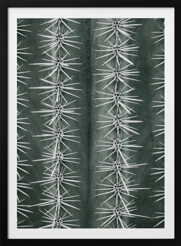 A detailed macro photograph of a cactus, focusing on two vertical rows of sharp, white spines emerging in star-like clusters from the dark green, ribbed surface of the plant. Artwork
