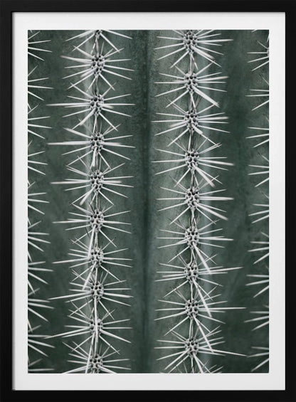 A detailed macro photograph of a cactus, focusing on two vertical rows of sharp, white spines emerging in star-like clusters from the dark green, ribbed surface of the plant. Artwork