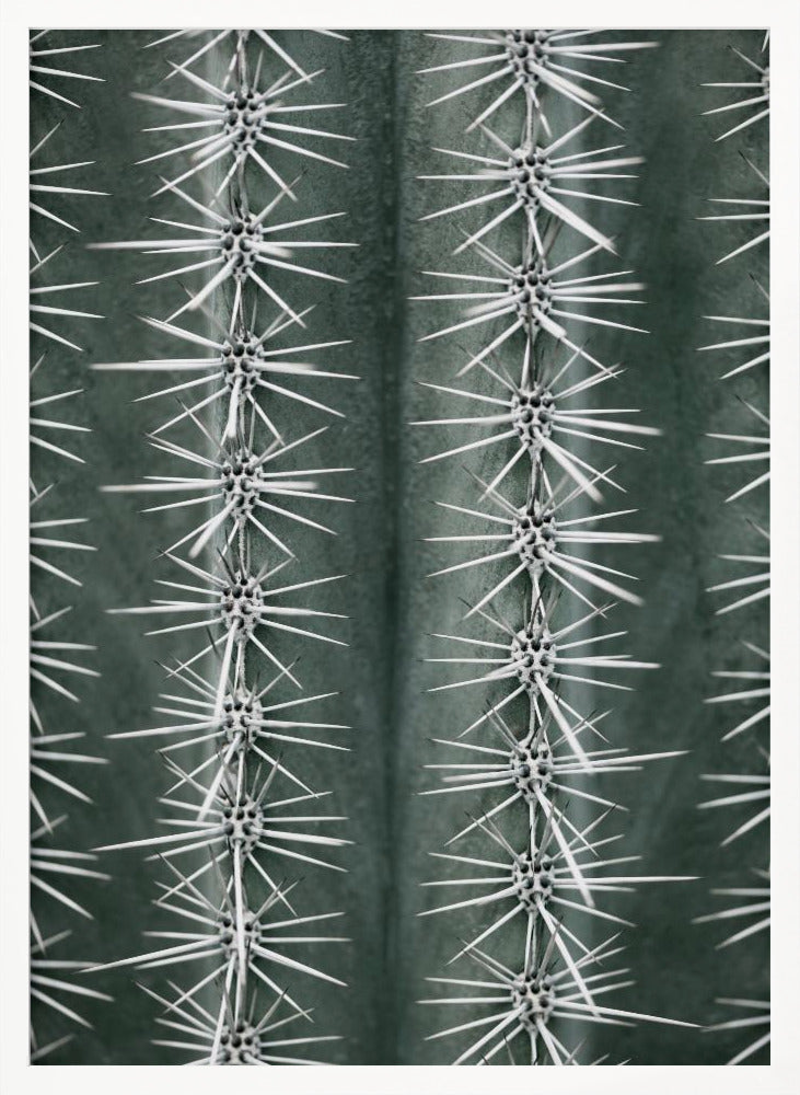 A detailed macro photograph of a cactus, focusing on two vertical rows of sharp, white spines emerging in star-like clusters from the dark green, ribbed surface of the plant. Artwork