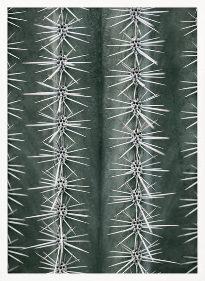 A detailed macro photograph of a cactus, focusing on two vertical rows of sharp, white spines emerging in star-like clusters from the dark green, ribbed surface of the plant. Artwork