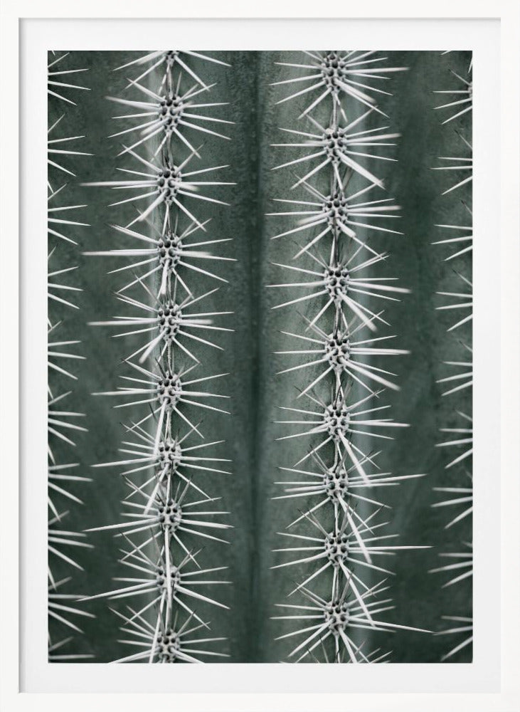 A detailed macro photograph of a cactus, focusing on two vertical rows of sharp, white spines emerging in star-like clusters from the dark green, ribbed surface of the plant. Artwork
