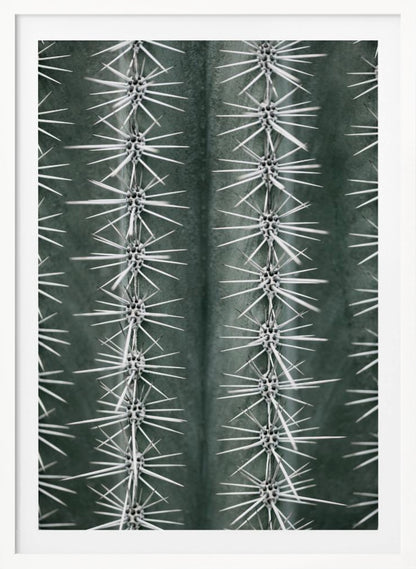 A detailed macro photograph of a cactus, focusing on two vertical rows of sharp, white spines emerging in star-like clusters from the dark green, ribbed surface of the plant. Artwork