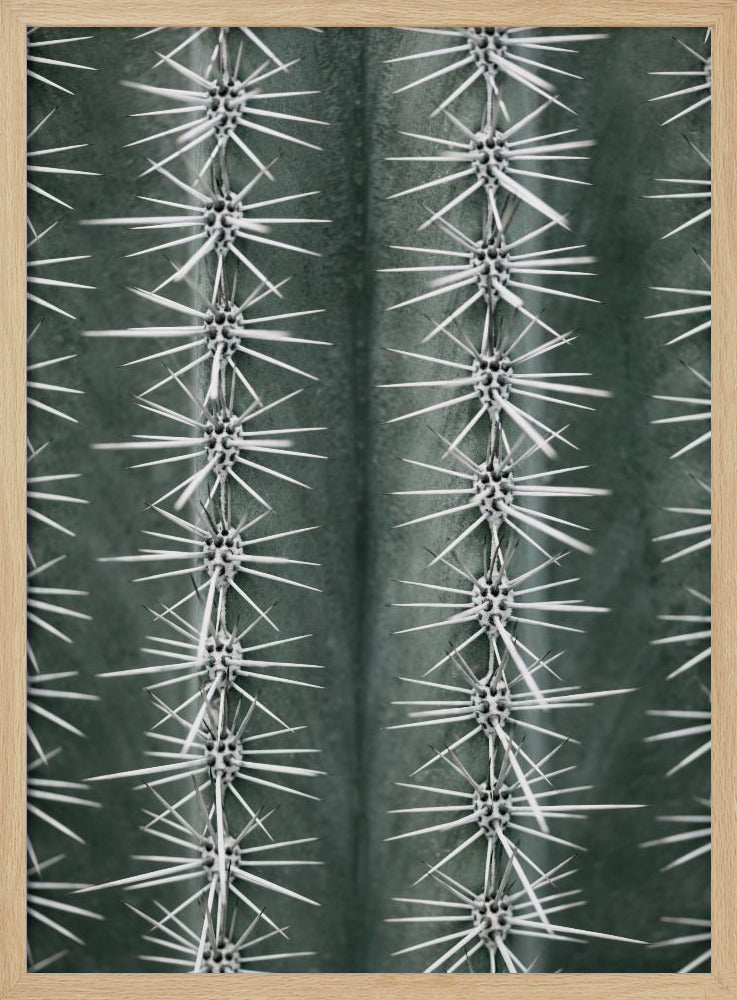 A detailed macro photograph of a cactus, focusing on two vertical rows of sharp, white spines emerging in star-like clusters from the dark green, ribbed surface of the plant. Artwork