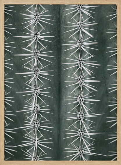 A detailed macro photograph of a cactus, focusing on two vertical rows of sharp, white spines emerging in star-like clusters from the dark green, ribbed surface of the plant. Artwork