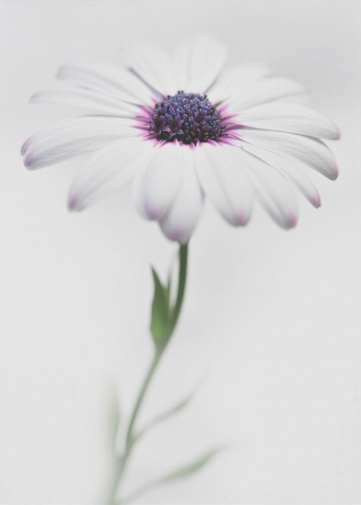 A soft-focus, close-up photograph of a single African daisy with white petals tipped in light purple. The flower has a vibrant, textured purple center and is set against a plain, bright white background, with its green stem softly blurred below. Decor