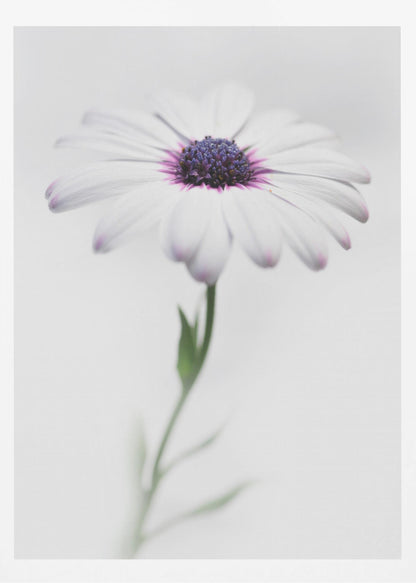 A soft-focus, close-up photograph of a single African daisy with white petals tipped in light purple. The flower has a vibrant, textured purple center and is set against a plain, bright white background, with its green stem softly blurred below. Decor