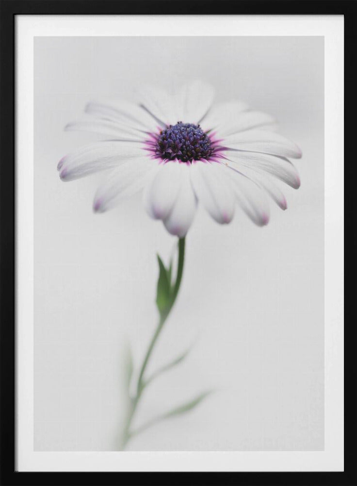 A soft-focus, close-up photograph of a single African daisy with white petals tipped in light purple. The flower has a vibrant, textured purple center and is set against a plain, bright white background, with its green stem softly blurred below. Decor