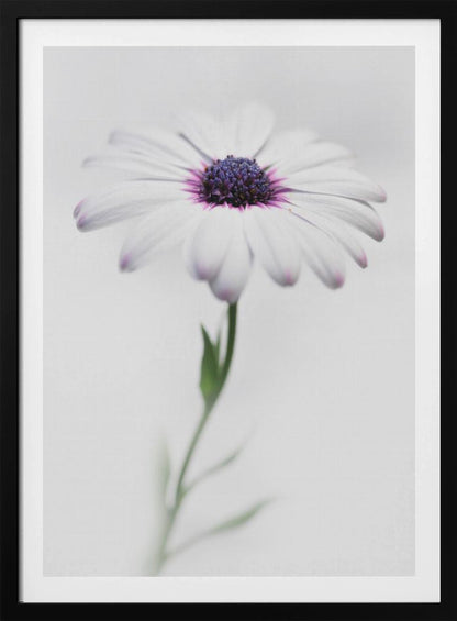 A soft-focus, close-up photograph of a single African daisy with white petals tipped in light purple. The flower has a vibrant, textured purple center and is set against a plain, bright white background, with its green stem softly blurred below. Decor