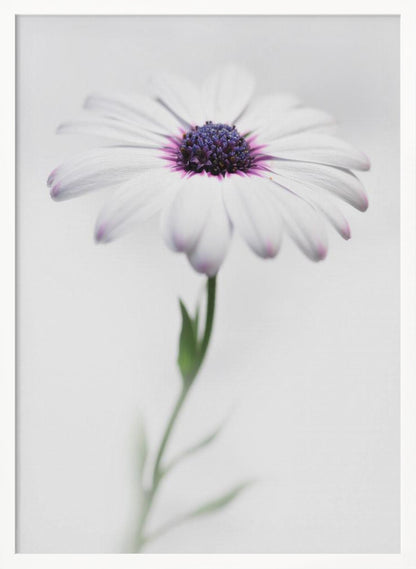 A soft-focus, close-up photograph of a single African daisy with white petals tipped in light purple. The flower has a vibrant, textured purple center and is set against a plain, bright white background, with its green stem softly blurred below. Decor