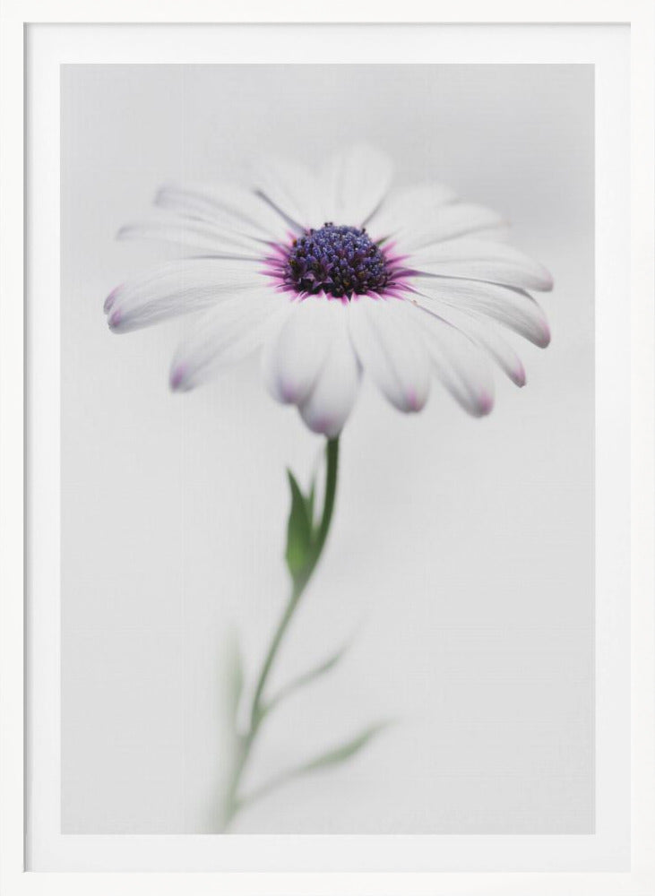 A soft-focus, close-up photograph of a single African daisy with white petals tipped in light purple. The flower has a vibrant, textured purple center and is set against a plain, bright white background, with its green stem softly blurred below. Decor