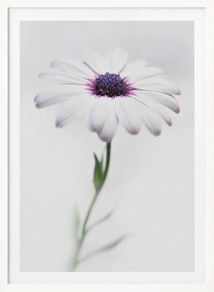 A soft-focus, close-up photograph of a single African daisy with white petals tipped in light purple. The flower has a vibrant, textured purple center and is set against a plain, bright white background, with its green stem softly blurred below. Decor