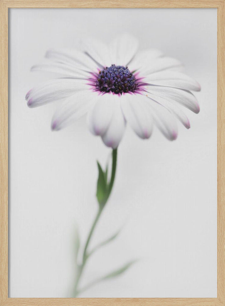 A soft-focus, close-up photograph of a single African daisy with white petals tipped in light purple. The flower has a vibrant, textured purple center and is set against a plain, bright white background, with its green stem softly blurred below. Decor