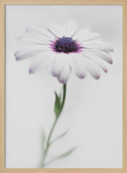 A soft-focus, close-up photograph of a single African daisy with white petals tipped in light purple. The flower has a vibrant, textured purple center and is set against a plain, bright white background, with its green stem softly blurred below. Decor