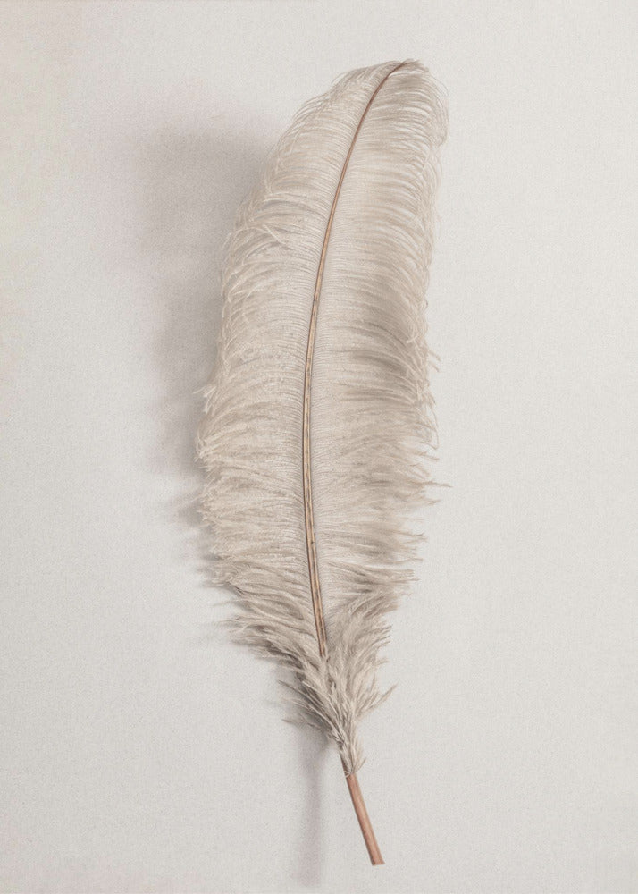 A minimalist photograph of a single, delicate, light beige feather with a thin brown quill, set vertically against a pale, textured gray background and surrounded by a thin black frame. Artwork