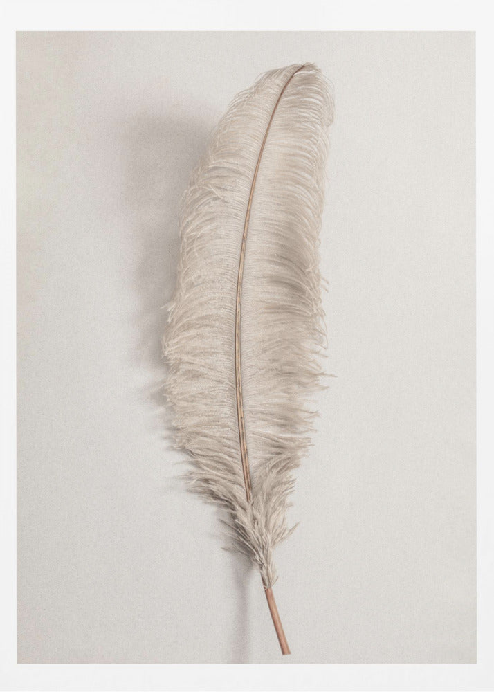 A minimalist photograph of a single, delicate, light beige feather with a thin brown quill, set vertically against a pale, textured gray background and surrounded by a thin black frame. Artwork