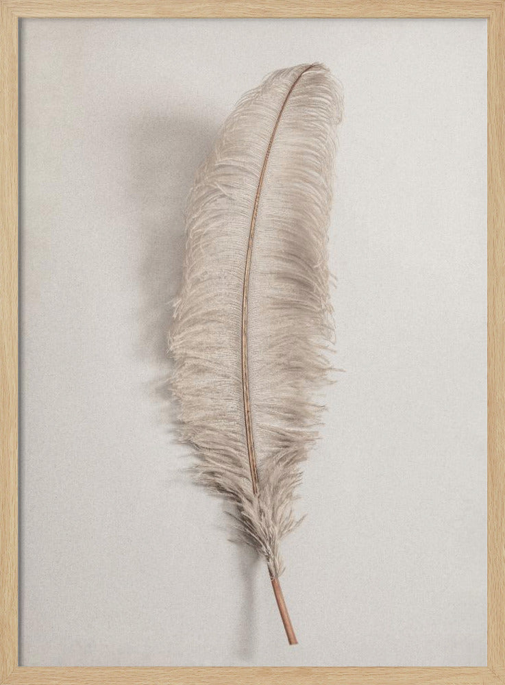 A minimalist photograph of a single, delicate, light beige feather with a thin brown quill, set vertically against a pale, textured gray background and surrounded by a thin black frame. Artwork