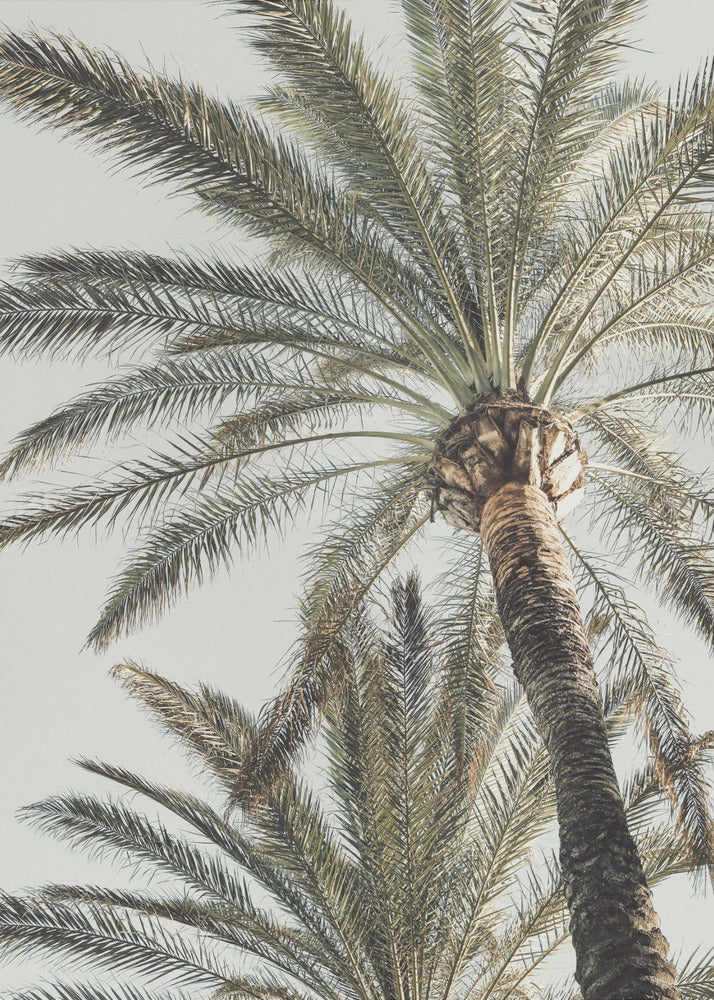 A framed, low-angle photograph of a tall palm tree with a textured brown trunk and sprawling green fronds set against a pale, overcast sky. Wall Art