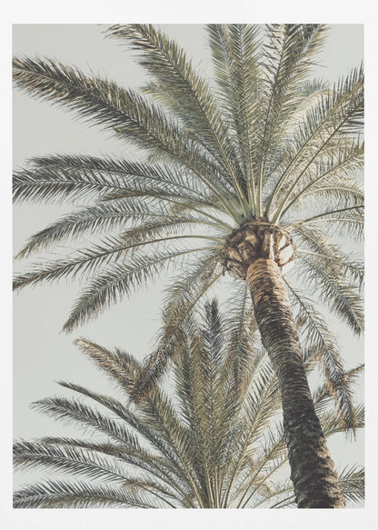 A framed, low-angle photograph of a tall palm tree with a textured brown trunk and sprawling green fronds set against a pale, overcast sky. Wall Art