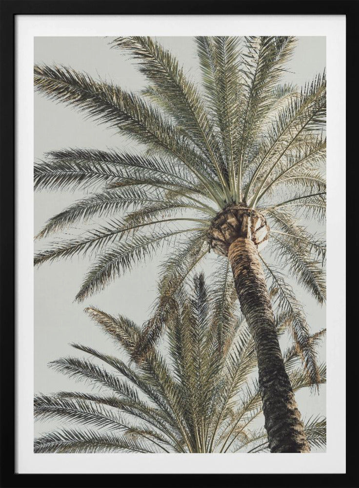 A framed, low-angle photograph of a tall palm tree with a textured brown trunk and sprawling green fronds set against a pale, overcast sky. Wall Art