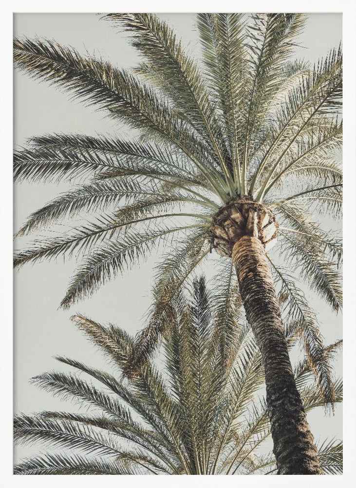A framed, low-angle photograph of a tall palm tree with a textured brown trunk and sprawling green fronds set against a pale, overcast sky. Wall Art