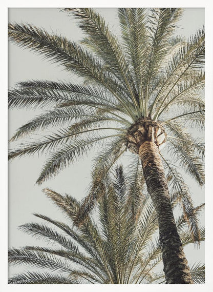 A framed, low-angle photograph of a tall palm tree with a textured brown trunk and sprawling green fronds set against a pale, overcast sky. Wall Art