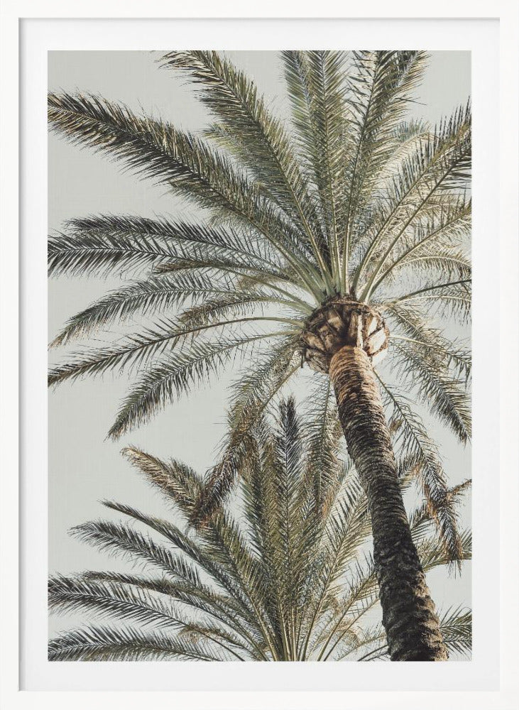 A framed, low-angle photograph of a tall palm tree with a textured brown trunk and sprawling green fronds set against a pale, overcast sky. Wall Art