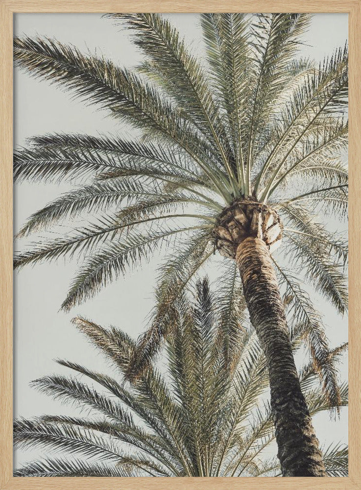 A framed, low-angle photograph of a tall palm tree with a textured brown trunk and sprawling green fronds set against a pale, overcast sky. Wall Art
