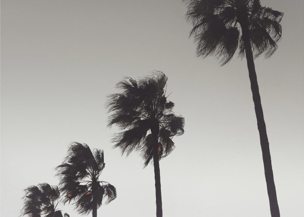 A framed black and white photograph of four silhouetted palm trees of increasing height, arranged diagonally against a plain, light grey sky. The palm fronds are blurred, suggesting they are blowing in the wind. Decor