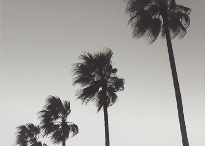 A framed black and white photograph of four silhouetted palm trees of increasing height, arranged diagonally against a plain, light grey sky. The palm fronds are blurred, suggesting they are blowing in the wind. Decor