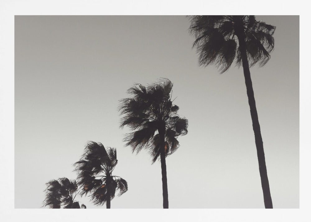 A framed black and white photograph of four silhouetted palm trees of increasing height, arranged diagonally against a plain, light grey sky. The palm fronds are blurred, suggesting they are blowing in the wind. Decor