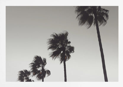 A framed black and white photograph of four silhouetted palm trees of increasing height, arranged diagonally against a plain, light grey sky. The palm fronds are blurred, suggesting they are blowing in the wind. Decor