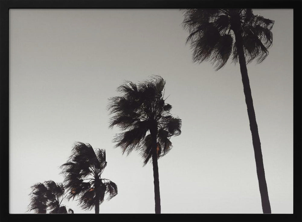 A framed black and white photograph of four silhouetted palm trees of increasing height, arranged diagonally against a plain, light grey sky. The palm fronds are blurred, suggesting they are blowing in the wind. Decor