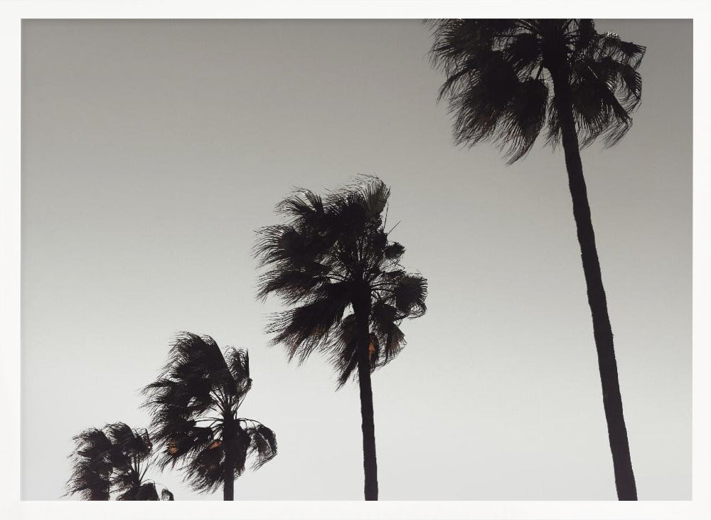 A framed black and white photograph of four silhouetted palm trees of increasing height, arranged diagonally against a plain, light grey sky. The palm fronds are blurred, suggesting they are blowing in the wind. Decor