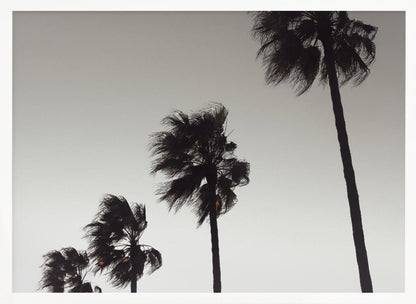 A framed black and white photograph of four silhouetted palm trees of increasing height, arranged diagonally against a plain, light grey sky. The palm fronds are blurred, suggesting they are blowing in the wind. Decor