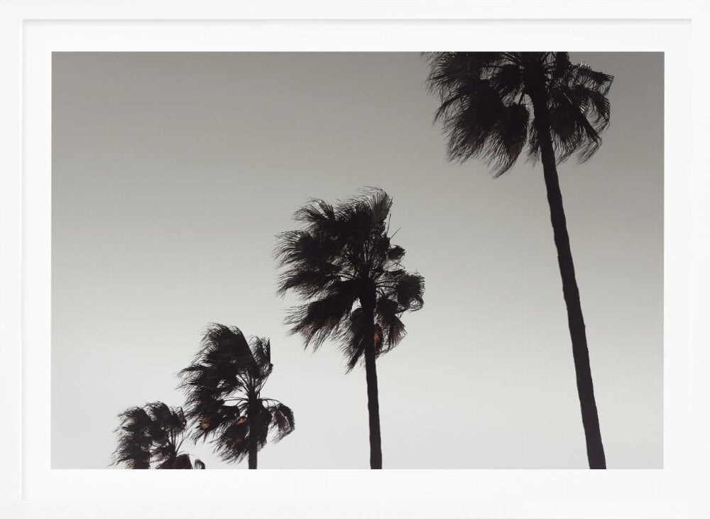 A framed black and white photograph of four silhouetted palm trees of increasing height, arranged diagonally against a plain, light grey sky. The palm fronds are blurred, suggesting they are blowing in the wind. Decor