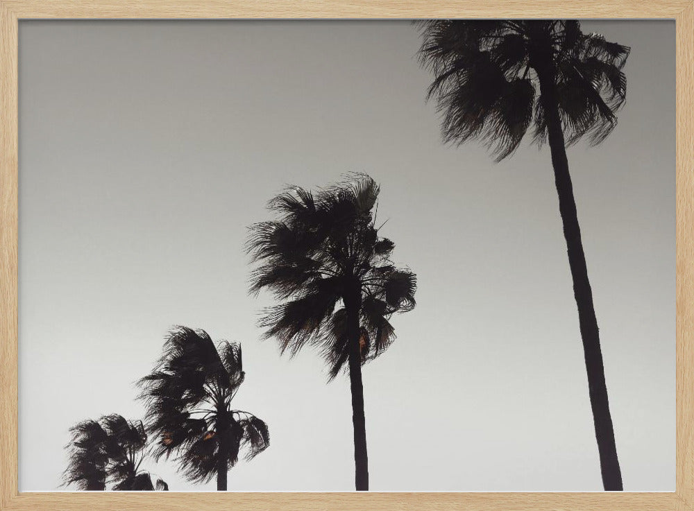 A framed black and white photograph of four silhouetted palm trees of increasing height, arranged diagonally against a plain, light grey sky. The palm fronds are blurred, suggesting they are blowing in the wind. Decor