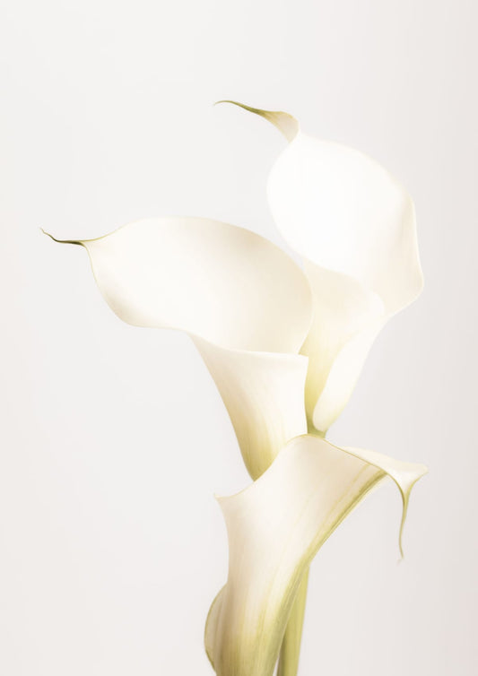 variant-21x30_no-margin