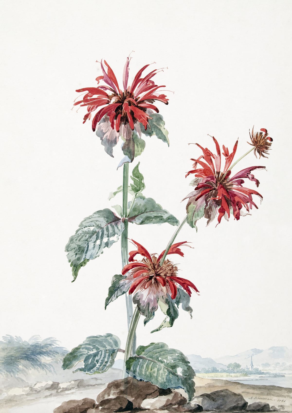 variant-21x30_no-margin